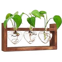 Glasseam Pilz Terrarium Set - 10 Bunte Anzuchtvasen Für Pflanzen | Handgeblasene Glas Pflanzgefäße