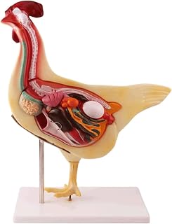 Anatomical Model Chicken Animal Anatomy Model Animal Organ Realistic Chicken Anatomy Mode Animal Intestinal Organ Model Detachable Biology for Demonstration Skeleton Model