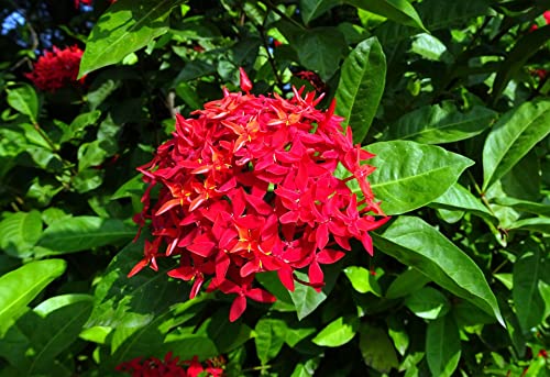 The Gifti ®️ Ixora or Rangan Flower Semi Dwarf RED Color Plant - Flowering Shrubs Flower Garden Live Plant Nursery Indoor Outdoor Living Cluster Roof Top Suitable For Gardening Home Plant (Red)