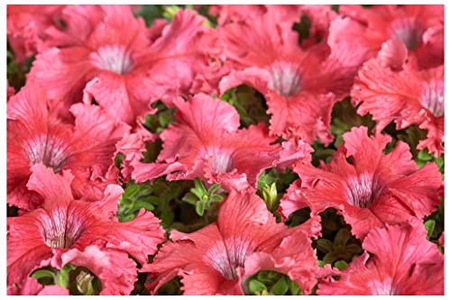 PREMIER SEEDS DIRECT Petunia FIMBRIATA- Aphrodite F1 - Salmon - 40 PELLETS