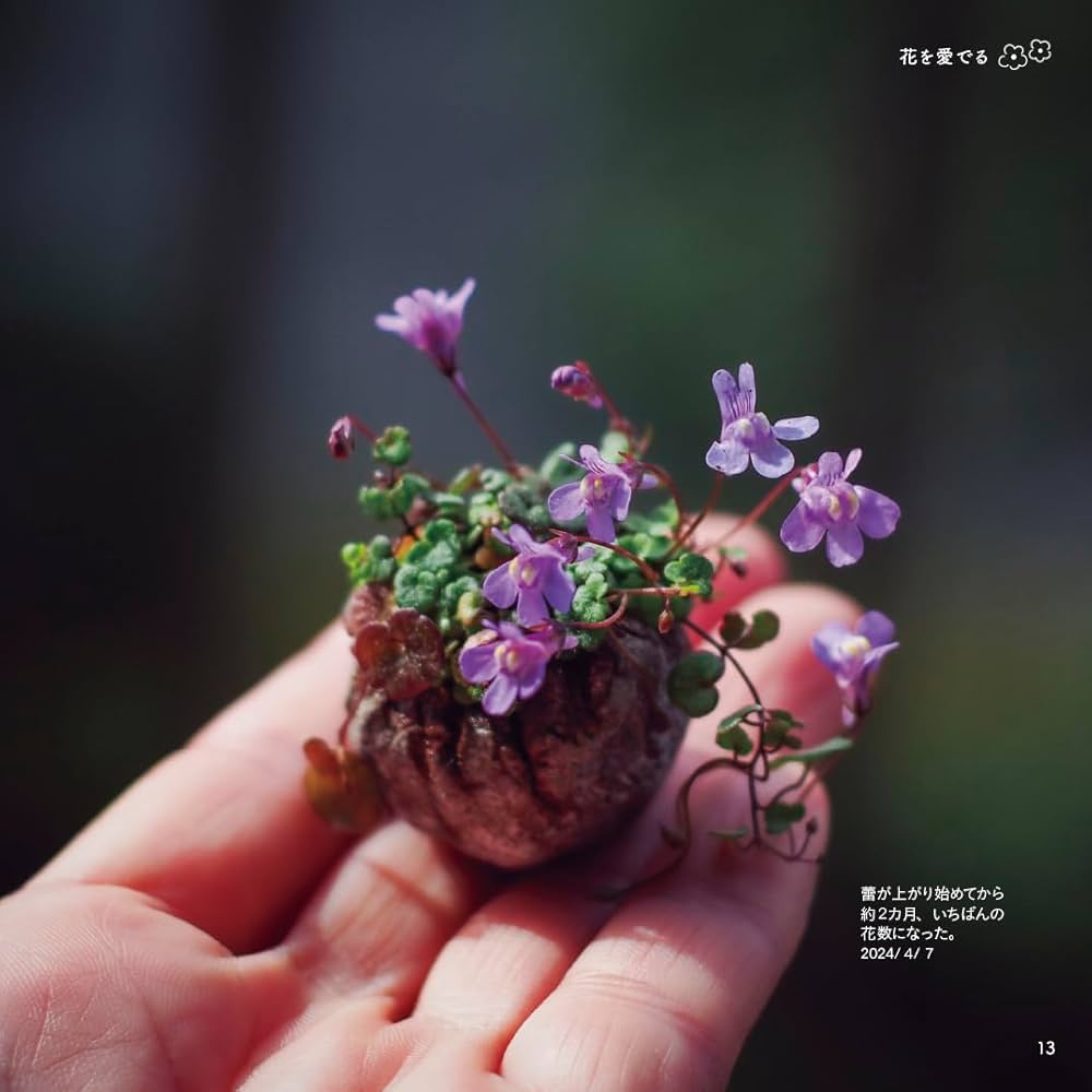 ベランダで豆盆栽鉢で楽しむ ゆびのさきにかわいいみどり