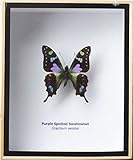 FRAMED REAL BEAUTIFUL GRAPHIUM WEISKEI BUTTERFLY DISPLAY INSECT TAXIDERMY