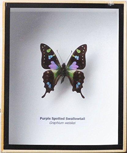 FRAMED REAL BEAUTIFUL GRAPHIUM WEISKEI BUTTERFLY DISPLAY INSECT TAXIDERMY