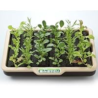 家庭菜園を始めたい 初心者におすすめの野菜は ランキング 1ページ ｇランキング