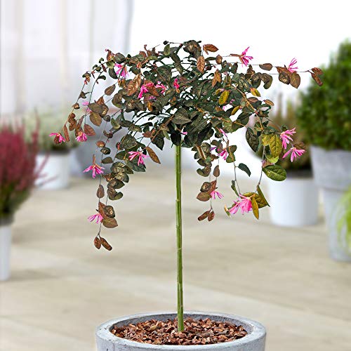 Loropetalum Chinense Fire Dance Tree | Evergreen Patio Trees for Small Gardens | Straight Standard...
