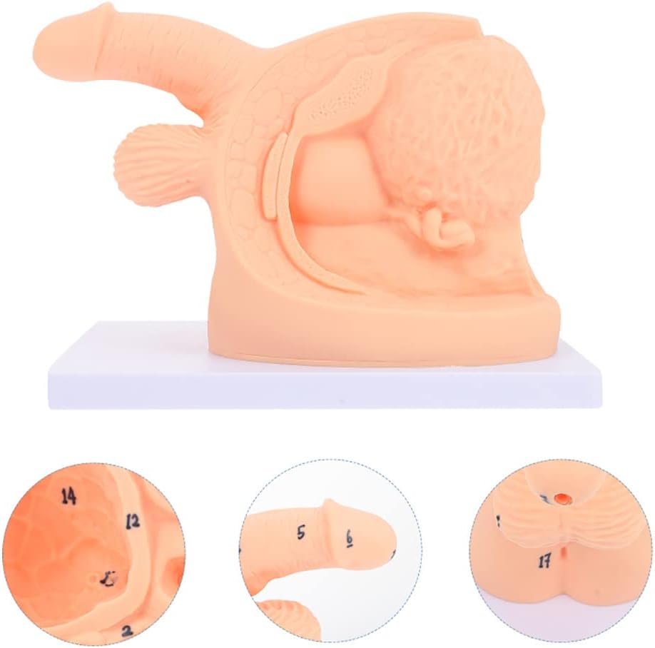 Male Catheterization Manikin, PVC Manikin Teaching Manikin - A Training Aid for Gynecological Medical Education.