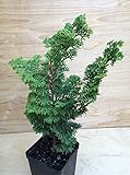 Samen mit hoher Keimrate FERRY Bio-Saatgut Nicht nur Pflanzen: Hino Schatten Pre Bonsai Shohin HTF