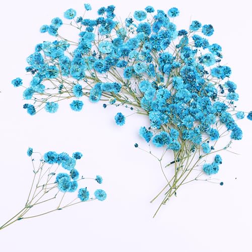 LYFORTZY 30 Branches Lake Blue Pressed Flowers Bulk Dried Flower Kit for Resin , Dried Babys Breath Flower Natural with Tweezer for Crafts Christmas DIY Gift Scrapbooking Photo Props.