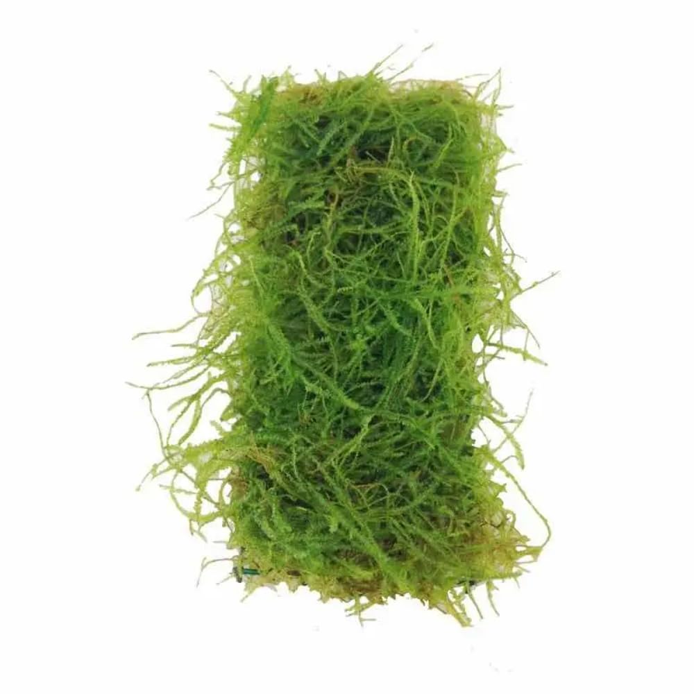 Taxiphyllum barbieri (Java Moss) Scapers Pad - Medium