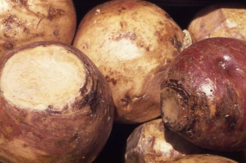 3000 Laurentian Rutabaga Brassica Napus Vegetable Seeds #TOP3