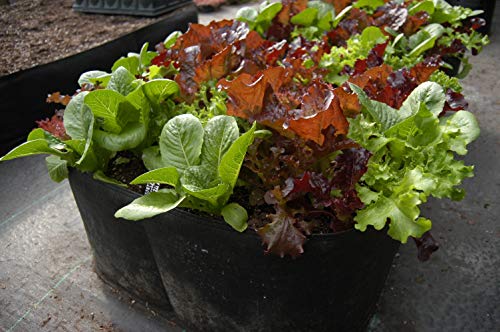 Victory 8 Fabric Raised Bed 2 ft X 2 ft Garden GREEN GARDENING Raised Bed, AeroFlow Fabric POT EZ-GRO SQUARE - Thumbnail 7
