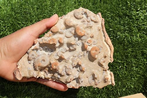 Image of Ammonites & Gastropods Plate Cretaceous Fossils Fossils from Morocco Fossil Rock ammonites Fossil from Morocco A117