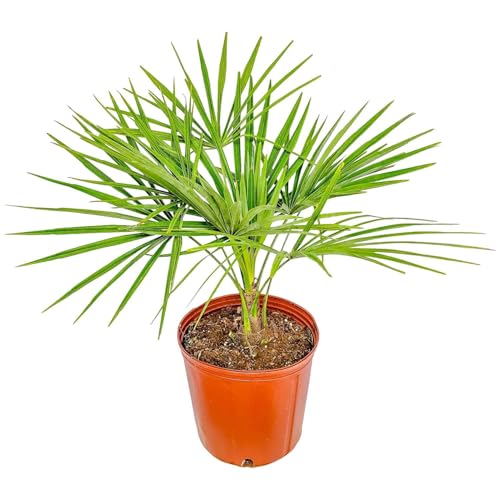 Windmill Palm Tree - Live Plant - Overall Height 26" to 32"' - Tropical Plants of Florida (Plant Only)