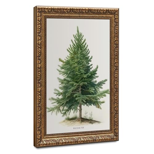 Poster botanique sapin baumier pour décoration murale de chambre