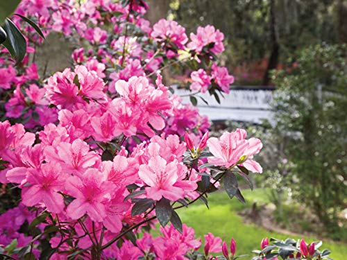 Azalea Southern Charm - 3 Live Plants - Pink Flowering Rhododendron Shrub