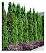 Produktbild BALDUR Garten Lebensbaum-Hecke 'Smaragd', 10 Pflanzen Thuja occidentalis Smaragd, winterhart, mehrjährig, immergrün, Sichtschutz, anspruchslose Pflanze