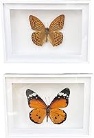 Vista 43 de 2 piezas enmarcadas de mariposa real, espécimenes de mariposa de taxidermia en marco, colección de insectos, decoración de escritorio para el hogar