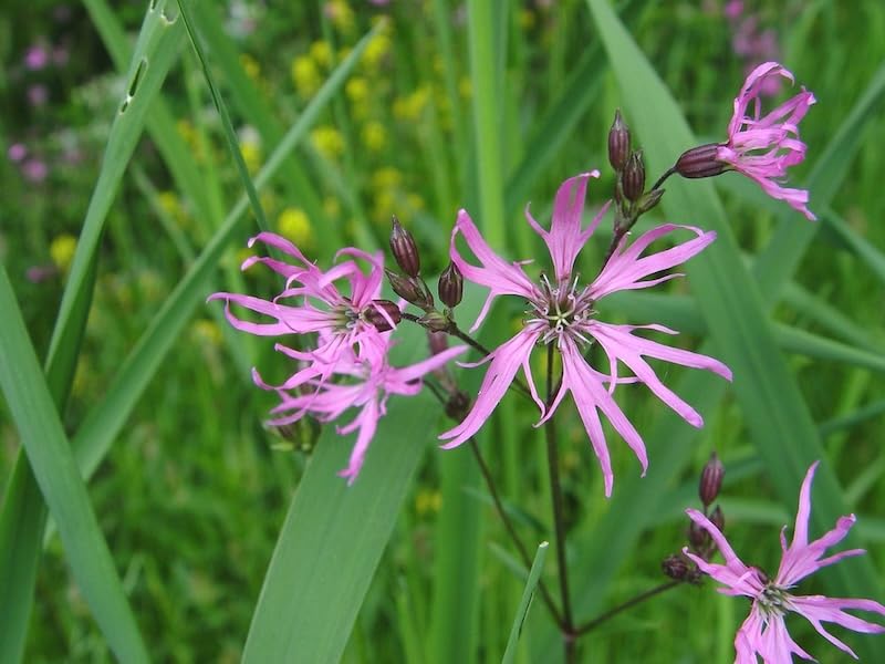 Lychnis flos cuculi| Ragged Robin | 6 Plug Plants | Wildflower
