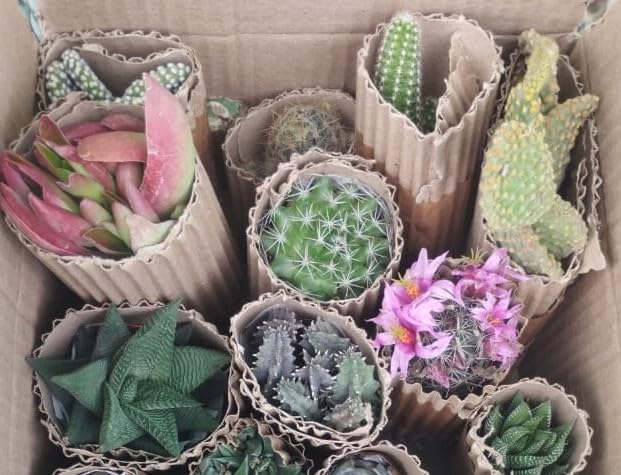 Image of Assorted cactus set of 9 (Bare rooted), Live cactus plant, any 9 cactus plant varieties, live cactus combo