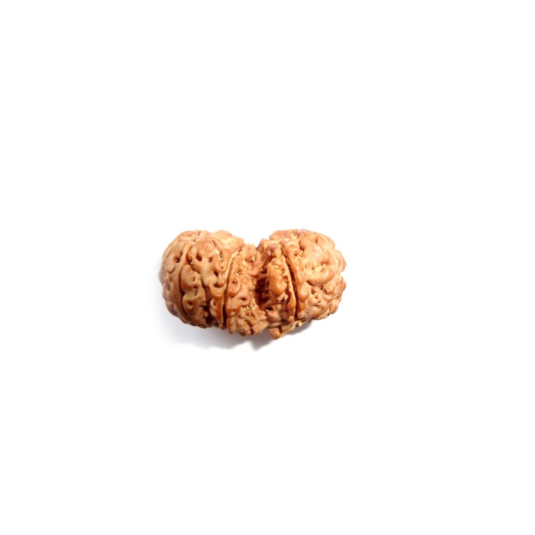 Future Point Gauri Shankar Rudraksha Certified/Original Nepali Gauri Shankar Rudraksh/Natural Gauri Shankar Rudraksha (Brown) with Certificate and Puja Instructions