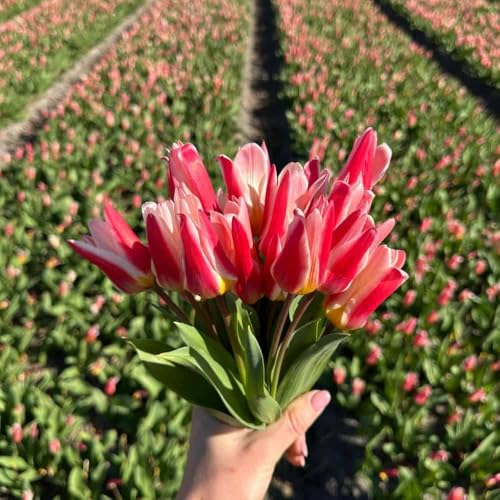 Bulbi di tulipano Floresta - 30 bulbi di fiori - calibro 12+ - rosa/bianco, naturalizzati, multi-fiore, fioritura primaverile, resistenti all'inverno - direttamente dal coltivatore - Flowerbulbs