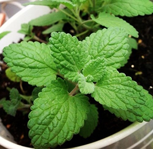 Qbisolo 50PCS / Set Plantes Aromatiques de Menthe de Chat Graines de Cataire,Graines d'herbe à Chat Cover