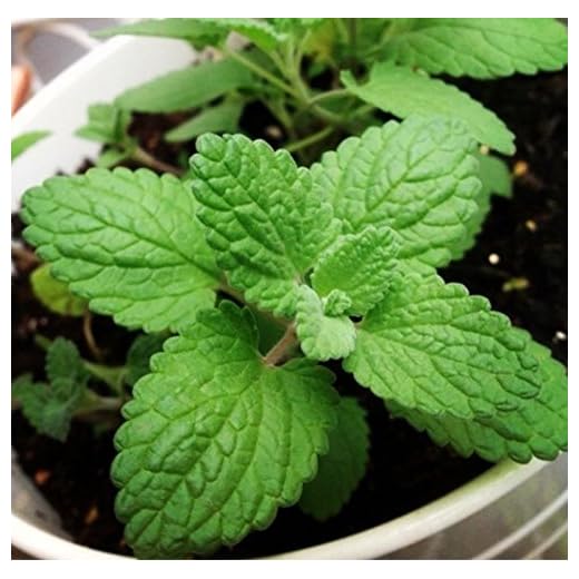 Qbisolo 50PCS / Set Cat Mint Plantas Aromáticas Catnip Seeds,Catnip Seeds Aromatic Mint Plant Para Bonsai,Balcón,Hogar,Jardín