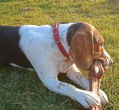Getrockneter Pferdeknochen 1 Stück, Pferdeschwanz für Hunde, natürlicher Kauartikel & Hundesnack, hypoallergen & getreidefrei, langlebiger Kauknochen für mittelgroße & große Hunde