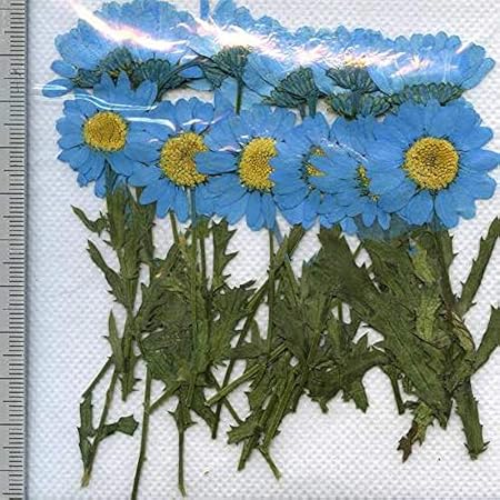 Amazon Co Jp 押し花パック 押し花素材材料 ノースポール 葉茎付き 正面押し 横押し水色着色 ホーム キッチン