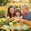 Fruivity Petite French Marigold Seeds for Planting, 400+ Flower Seeds Non-GMO Heirloom Seed Packet,Home and Garden Easy to Grow, Indoor & Outdoor Gardening, Companion Plant & Quick Blooming #3