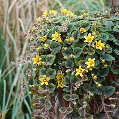 semi di centella, Le tappezzanti sono resistenti Lysimachia nummularia, perenne copertura del terreno, 25pcs