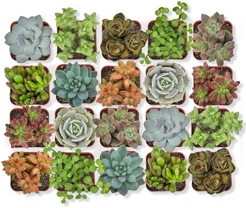 Altman Plants, Live Succulent Plants (20 Pack) Assorted Potted Su...