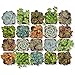 Altman Plants Mini Live Assorted Succulents Weddings, Party favors, DIY terrariums, Gifts 2" 20 Pack