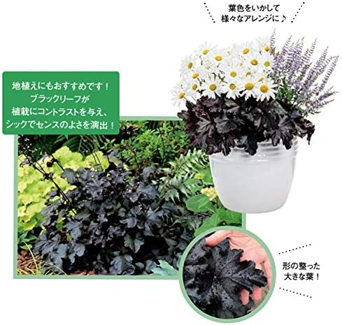 Amazon Co Jp ヒューケラ ドルチェ ブラックジェイド3 5号ポット Pw Diy 工具 ガーデン