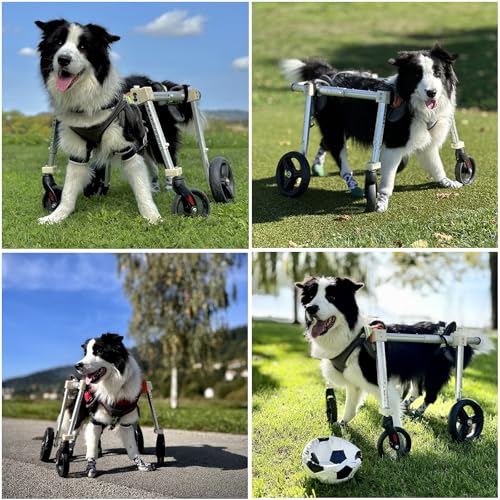 Silla de ruedas para perros con soporte trasero para las piernas, ayuda de movilidad ajustable para mascotas medianas a grandes, estabilidad mejorada para recuperación de displasia de cadera.