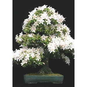 Tropica – Bonsai – Ciliegio Canino (Prunus mahalep) – 30 semi