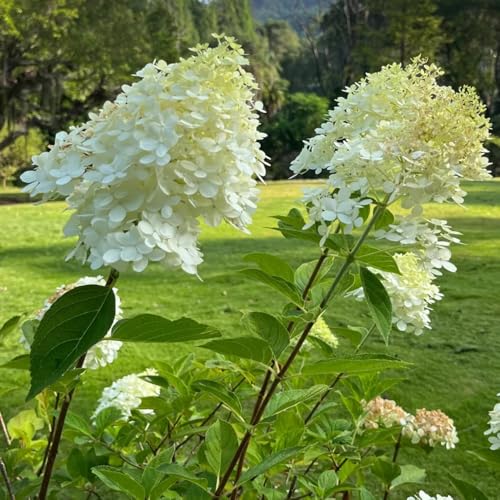 Semillas de hortensia de panícula, resistentes para balcones, Hortensia paniculata, Decoración de jardín para exteriores de balcón 300pcs