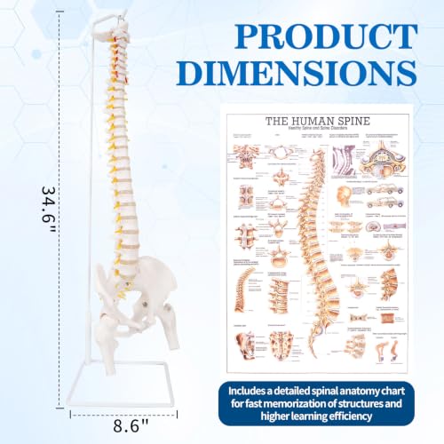 Image of Life Size Posable Skeleton for Anatomy, Human Skeleton Bones Full Size Skeleton Model PVC Anatomy Skeleton Model W /Rolling Stand for Study Display (34.6 inch Spine Model)