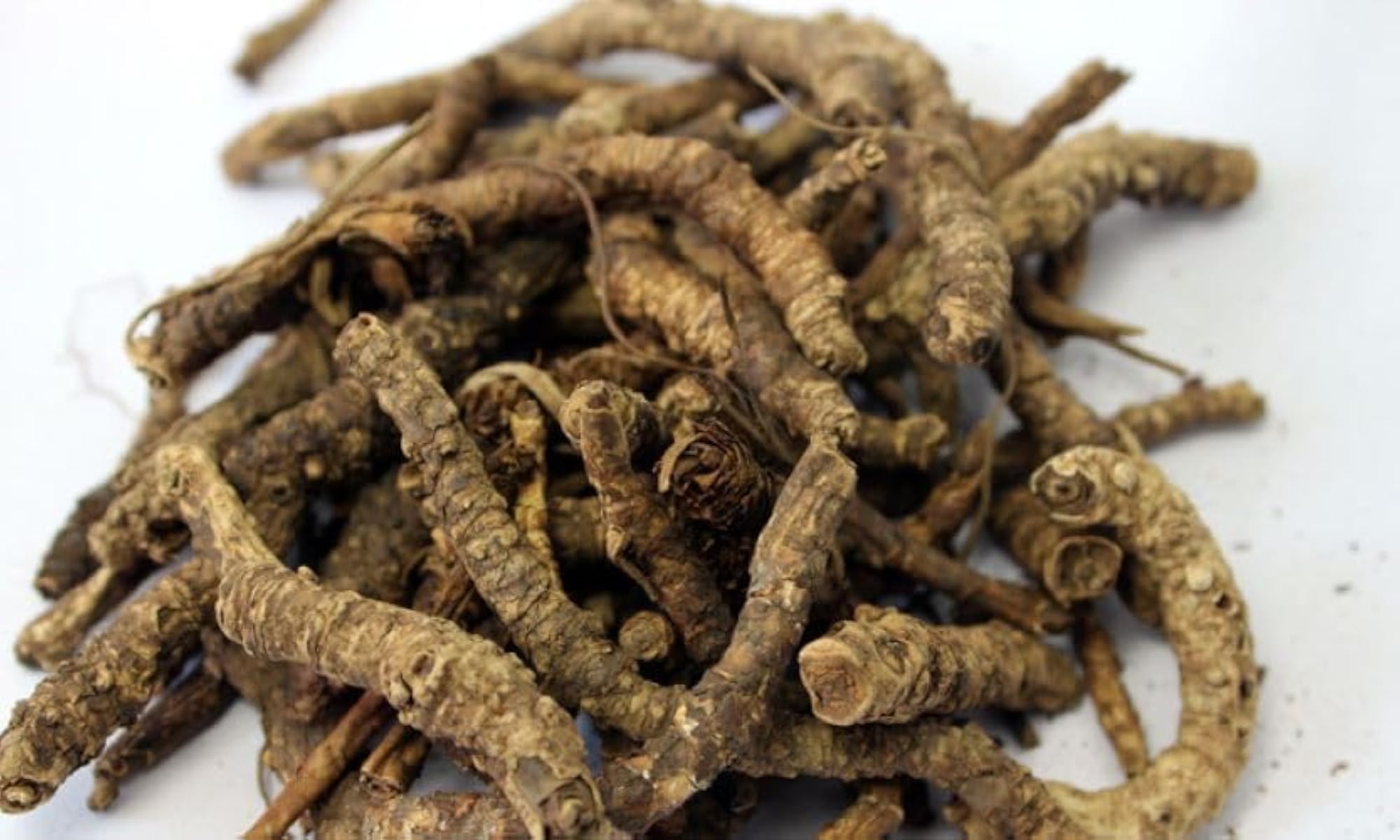 Mewar Impex Kutki Root, 50g