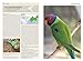 Parrots of the World: Every Species, Everywhere