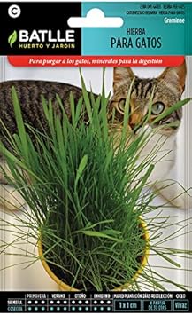 scala accurata per gatti