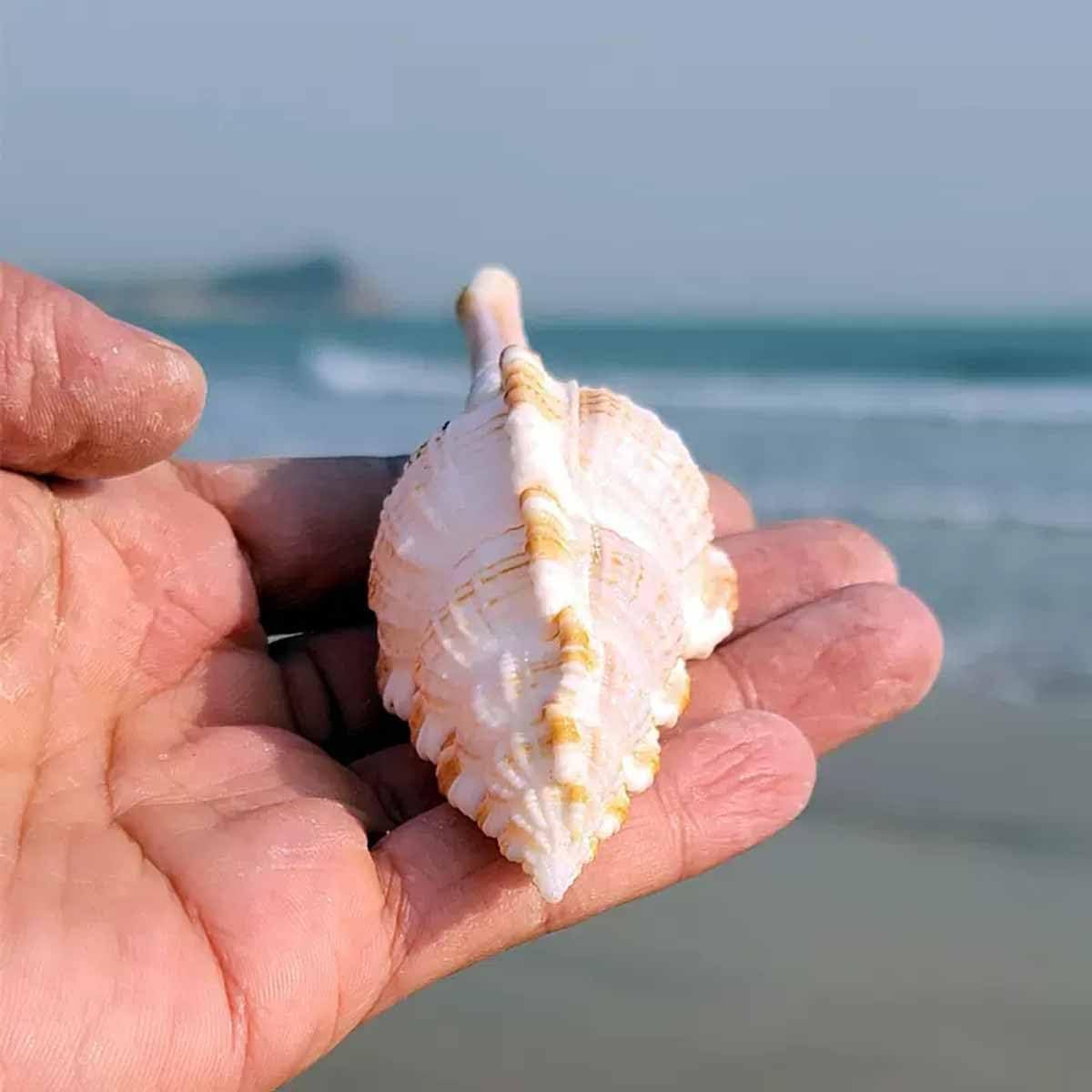 Natural sea Shell, Large Conch Shell, Shells, Natural Large Conch 6~8Cm for Wedding Decor Beach Theme Party, Home Decorations