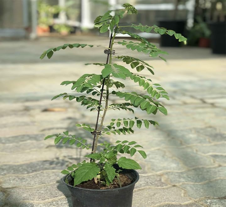 Curry Leaves Plant | Kadi Patta | Curry Patta Cacti Live Indoor and Outdoor Plants | Kari patta Plant 30-40cm