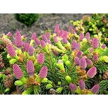 Pusch Dwarf Spruce - Picea Abies Pusch - 1 - Year Plant