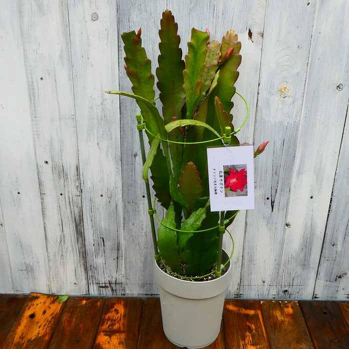 Amazon | 孔雀サボテン オレンジ色系大輪種 5号大株 開花見込み株 多肉