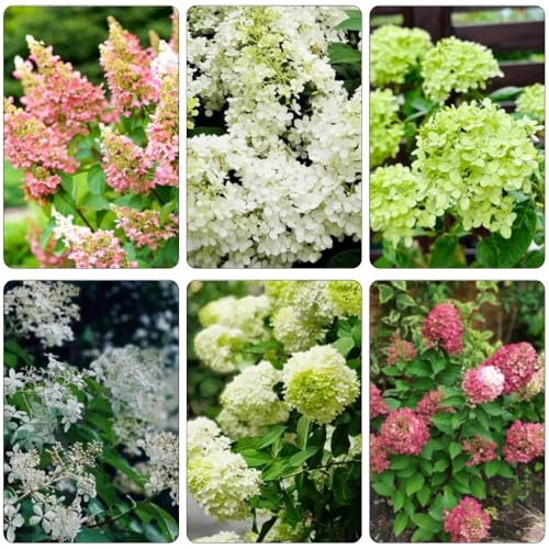 ortensia paniculata estate tagliato selvaggio, autunno, perenne bonsái primavera decorazione semi biologici perenni 300pcs