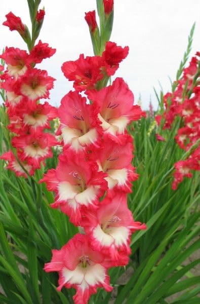 Gladiolus Flower Bulbs All session Imported Vearty for Home and Gardening Pack of 5 bulbs (RED WITH WHITE)
