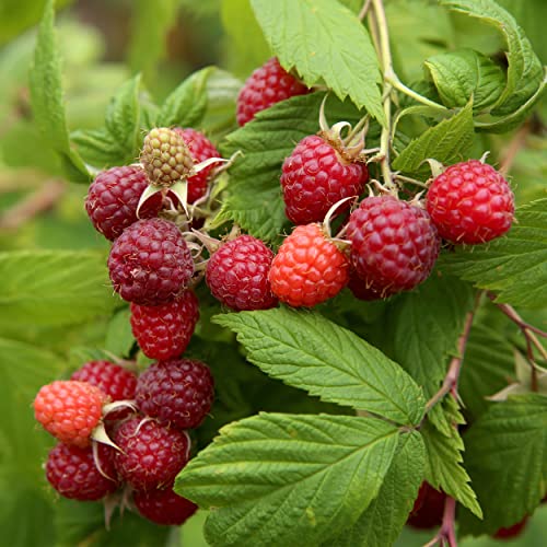 Garden State Bulb Brandywine Raspberry Bare Root Non-GMO Spring Planting (Bag of 2)