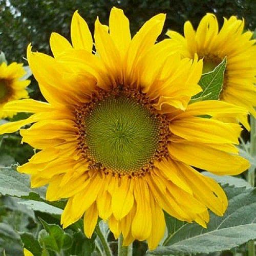 Sementes Girassol de Jardim Anão Sem Agrotóxico Isla