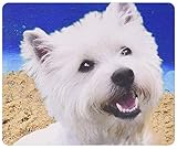 west highland white terrier zucht schweiz Lebendige Farben, beste Geschenkidee.